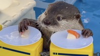 Mamalia yang pandai berenang ini ternyata bisa didandani hingga jadi sosok menggemaskan! Ini Hana, berang-berang betina yang baru saja merayakan ulang tahun ke-7. Foto: Instagram otter_kotaro_hana