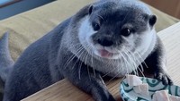 Hana sepertinya sangat doyan makan nih! Kalau lagi makan enak, ia seolah tidak mau berbagi. Foto: Instagram otter_kotaro_hana