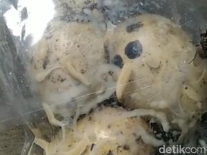 Hii! Telur Puyuh MBG di Ketanggungan Brebes Bau Busuk-Berbelatung