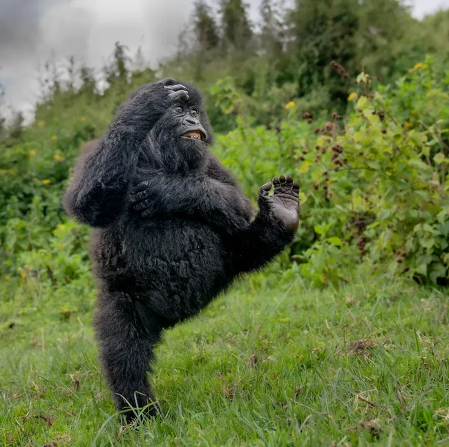 Bikin Ngakak! Aksi Kocak Satwa Liar Jawara Nikon Comedy Awards 2025