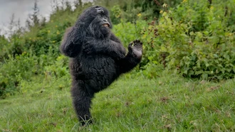 Bikin Ngakak! Aksi Kocak Satwa Liar Jawara Nikon Comedy Awards 2025