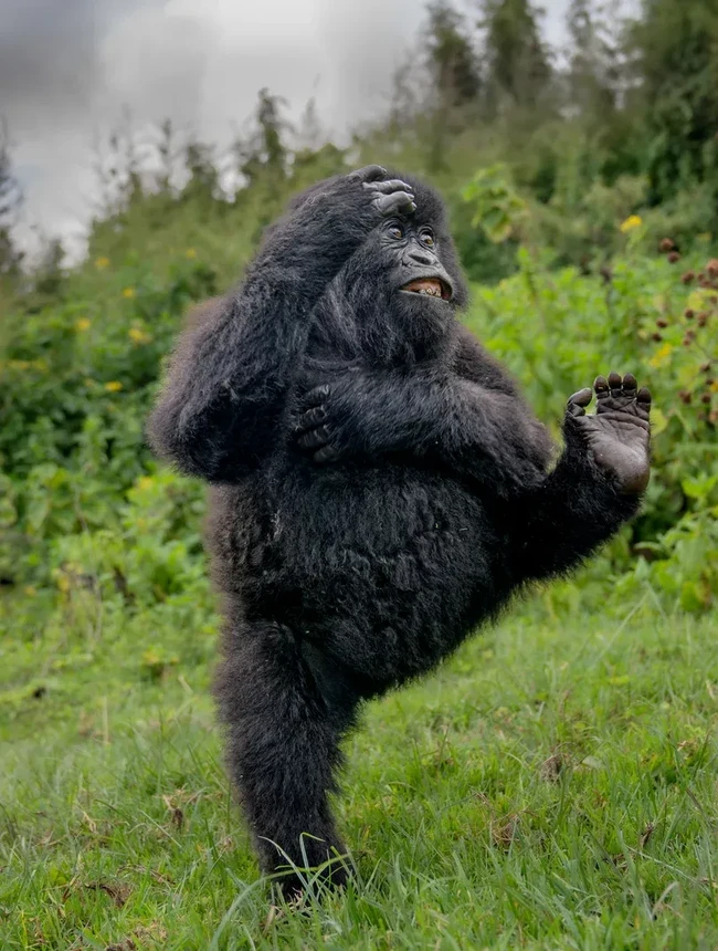 Bikin Ngakak! Aksi Kocak Satwa Liar Jawara Nikon Comedy Awards 2025