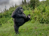 Bikin Ngakak! Aksi Kocak Satwa Liar Jawara Nikon Comedy Awards 2025