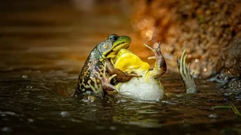 Pemenang kategori Reptiles, Amphibian and Insect Award. Karya Grayson Bell. Foto: Nikon Comedy Wildlife Awards