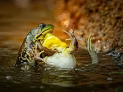 Bikin Ngakak! Aksi Kocak Satwa Liar Jawara Nikon Comedy Awards 2025