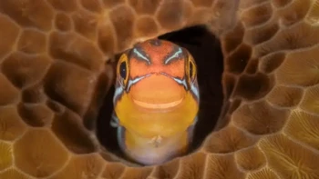 Pemenang kategori Fish and Other Aquatic Species Award. Karya Jenny Stock. Foto: Nikon Comedy Wildlife Awards