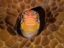 Bikin Ngakak! Aksi Kocak Satwa Liar Jawara Nikon Comedy Awards 2025