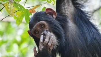 Pemenang kategori Amazing Internet Portfolio Award. Karya Maggie Hoffman. Foto: Nikon Comedy Wildlife Awards