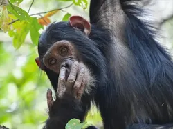 Bikin Ngakak! Aksi Kocak Satwa Liar Jawara Nikon Comedy Awards 2025