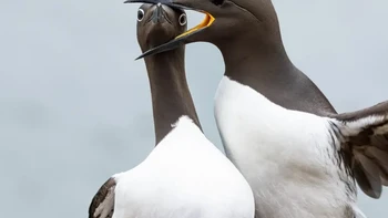 Pemenang kategori Thinktank Bird. Karya Warren Price. Foto: Nikon Comedy Wildlife Awards