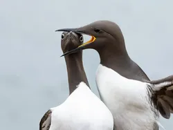 Bikin Ngakak! Aksi Kocak Satwa Liar Jawara Nikon Comedy Awards 2025