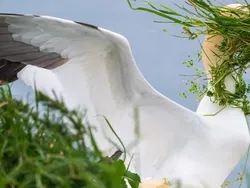 Bikin Ngakak! Aksi Kocak Satwa Liar Jawara Nikon Comedy Awards 2025