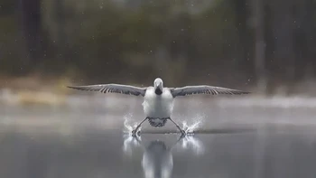 Highly Commanded Winner. Karya Erkko Badermann,. Foto: Nikon Comedy Wildlife Awards