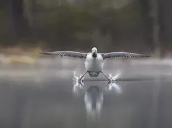 Bikin Ngakak! Aksi Kocak Satwa Liar Jawara Nikon Comedy Awards 2025