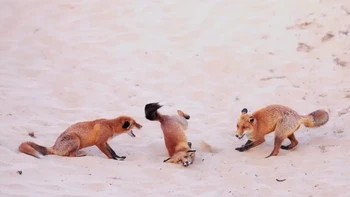 Pemenang kategori Nikon Young Photographer Category (Under 25). Karya Paula Rustemeier . Foto: Nikon Comedy Wildlife Awards