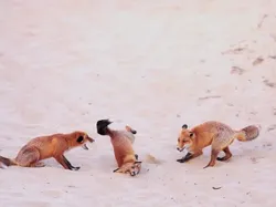 Bikin Ngakak! Aksi Kocak Satwa Liar Jawara Nikon Comedy Awards 2025