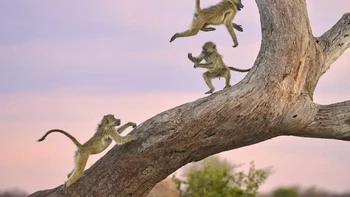 Highly Commanded Winner. Karya Kalin Botev Foto: Nikon Comedy Wildlife Awards