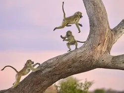 Bikin Ngakak! Aksi Kocak Satwa Liar Jawara Nikon Comedy Awards 2025