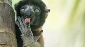 Highly Commanded Winner. Karya Liliana Luca. Foto: Nikon Comedy Wildlife Awards