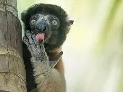 Bikin Ngakak! Aksi Kocak Satwa Liar Jawara Nikon Comedy Awards 2025