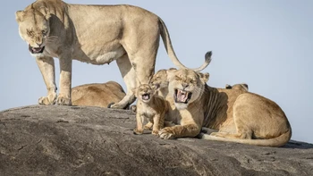 Highly Commanded Winner. Karya Bret Saalwaechter Foto: Nikon Comedy Wildlife Awards