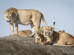 Bikin Ngakak! Aksi Kocak Satwa Liar Jawara Nikon Comedy Awards 2025