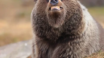 Highly Commanded Winner. Karya Valtteri Mulkahainen. Foto: Nikon Comedy Wildlife Awards