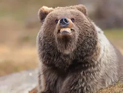 Bikin Ngakak! Aksi Kocak Satwa Liar Jawara Nikon Comedy Awards 2025