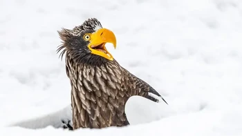 Highly Commanded Winner. Karya Annette Kirby. Foto: Nikon Comedy Wildlife Awards