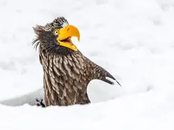 Bikin Ngakak! Aksi Kocak Satwa Liar Jawara Nikon Comedy Awards 2025