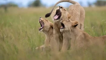 Highly Commanded Winner. Karya Meline Ellwanger. Foto: Nikon Comedy Wildlife Awards