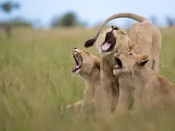 Bikin Ngakak! Aksi Kocak Satwa Liar Jawara Nikon Comedy Awards 2025