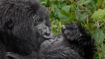 Highly Commanded Winner. Karya Mark Meth Cohn. Foto: Nikon Comedy Wildlife Awards