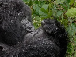 Bikin Ngakak! Aksi Kocak Satwa Liar Jawara Nikon Comedy Awards 2025