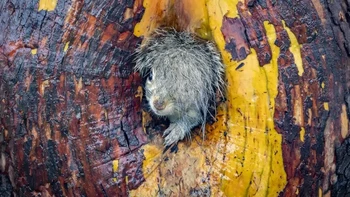 Highly Commanded Winner. Karya Christy Grinton. Foto: Nikon Comedy Wildlife Awards