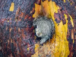 Bikin Ngakak! Aksi Kocak Satwa Liar Jawara Nikon Comedy Awards 2025