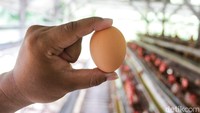 Telur ayam hasil panen disortir sebelum dipasarkan. Harga telur ayam ras saat ini berada di kisaran Rp29.000 per kilogram.  