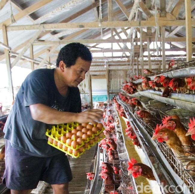 Pasokan Aman, Harga Telur Ayam Tetap Stabil Jelang Natal dan Tahun Baru