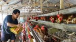 Pasokan Aman, Harga Telur Ayam Tetap Stabil Jelang Natal dan Tahun Baru