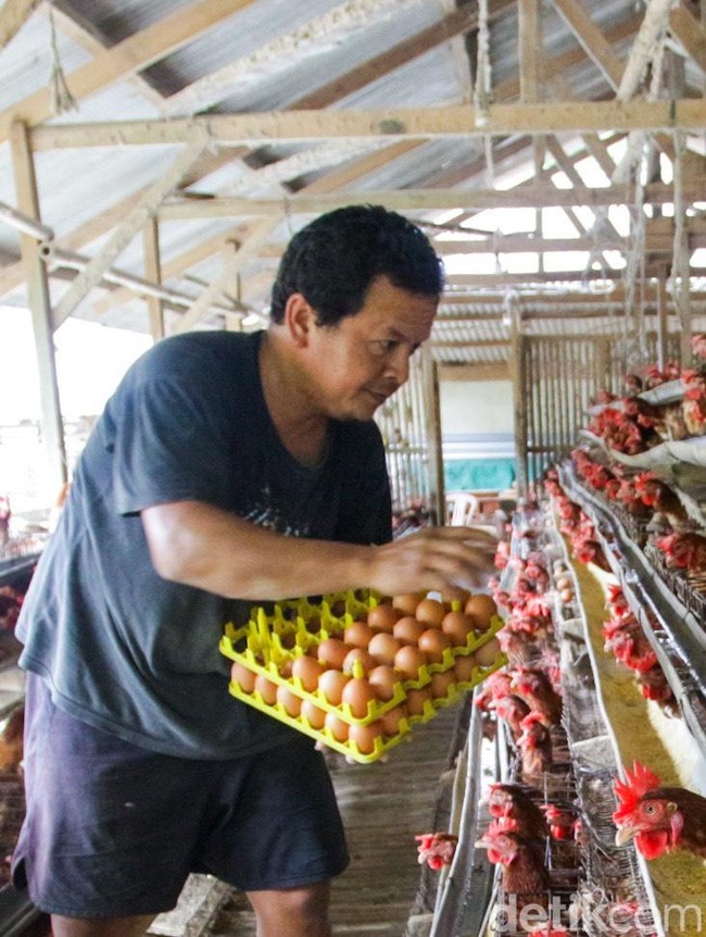 Pasokan Aman, Harga Telur Ayam Tetap Stabil Jelang Natal dan Tahun Baru