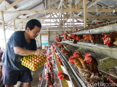 Pasokan Aman, Harga Telur Ayam Tetap Stabil Jelang Natal dan Tahun Baru