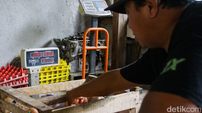 Pekerja mengumpulkan telur ayam ras di peternakan khusus ayam petelur di Gunung Sindur, Kabupaten Bogor, Jawa Barat, Kamis (18/12/2025).