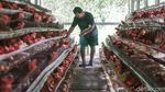 Pasokan Aman, Harga Telur Ayam Tetap Stabil Jelang Natal dan Tahun Baru