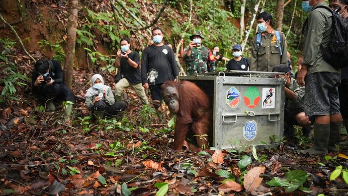 Pelepasliaran 3 orangutan Kalimantan ke Taman Nasional Bukit Baka Bukit Raya, Kalimantan Barat.