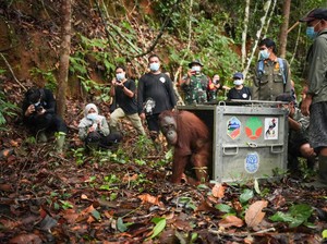 3 Hari Perjalanan Lepas Liarkan 3 Orang Utan: Badul, Korwas, Asoka