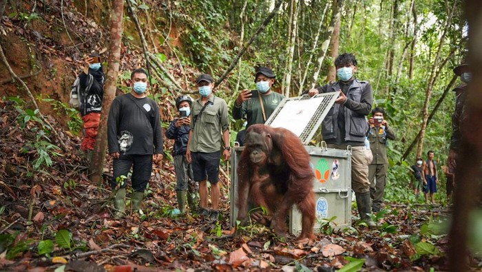 Pelepasliaran orangutan di Taman Nasional Bukit Baka Bukit Raya, Kalimantan Barat.