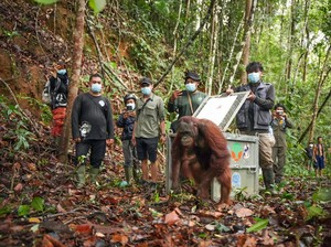 Cerita Hidup Badul, Korwas, dan Asoka yang Kini Dilepasliarkan