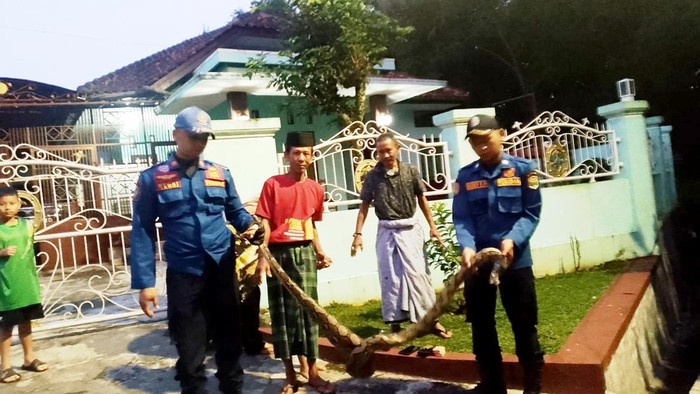 Pagi yang Mencekam di Ciamis Saat Saepul Temukan Ular Besar