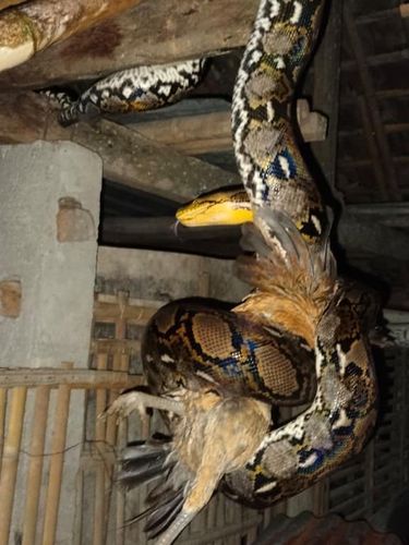 Ular sanca dengan panjang sekitar 2 meter saat memangsa ayam milik warga Klisat, Srihardono, Pundong, Bantul.