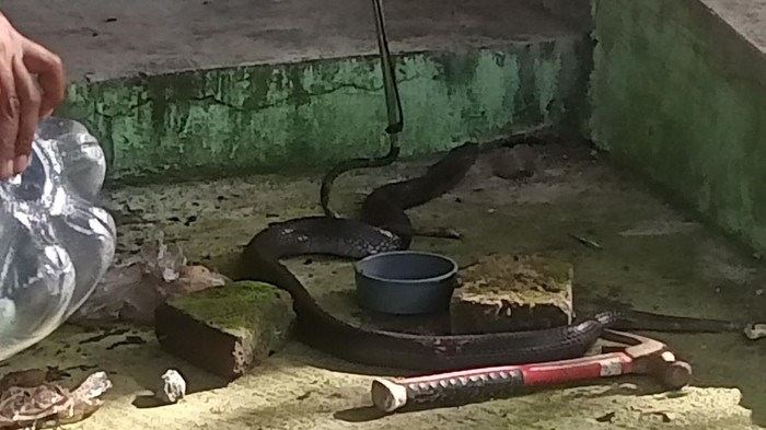 Warga Babadan Klaten Disembur Kobra yang Ngumpet di Dapur Rumahnya